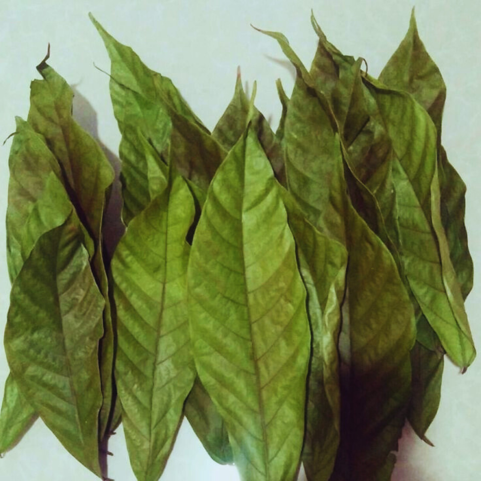 250+ DRIED COCOA LEAVES 100%Pure Organic Ceylon High Quality Chocolate Leaf Tea