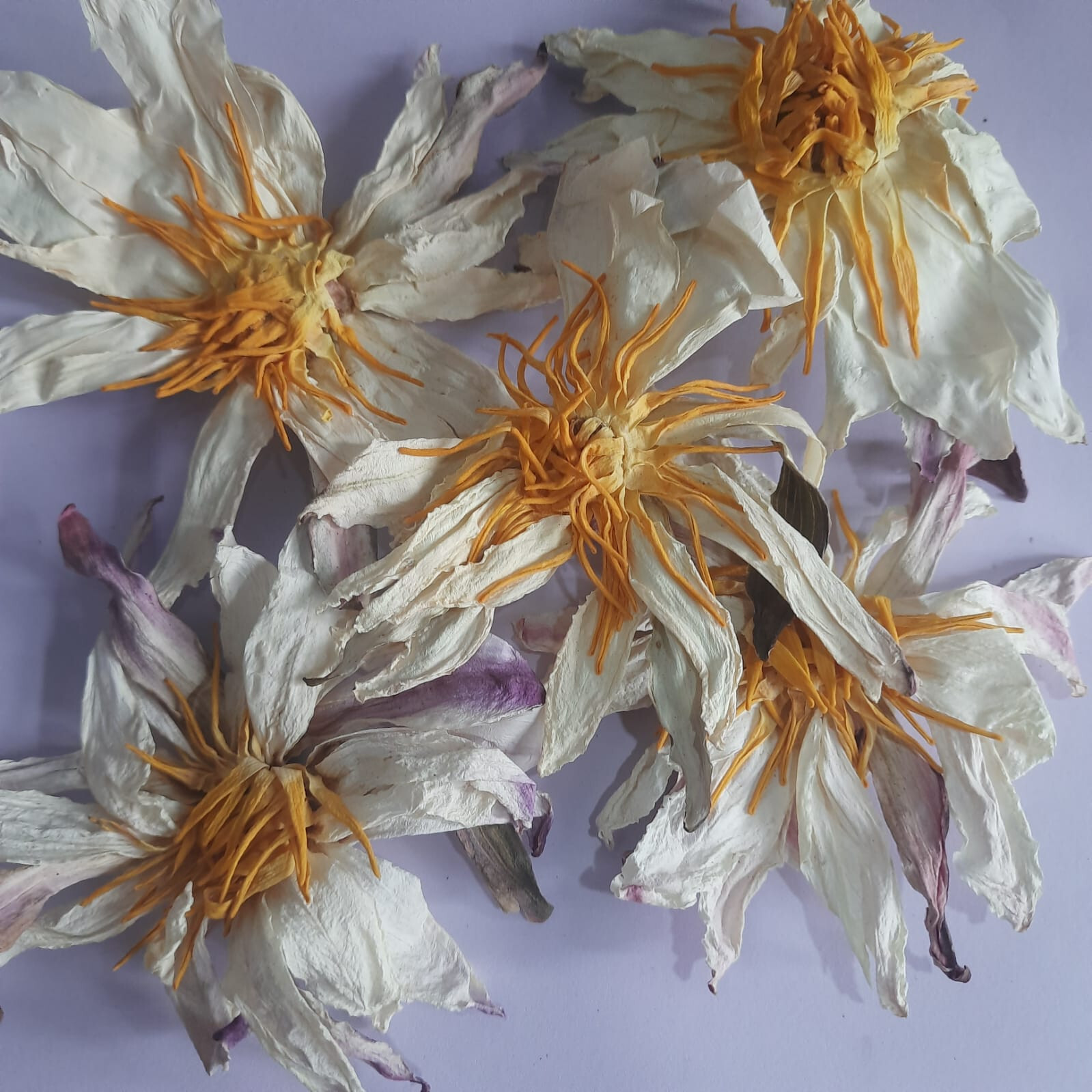 Ceylon 100% Organic White Lotus Nymphaea Ampla Hand Picked Dried Flowers Tea