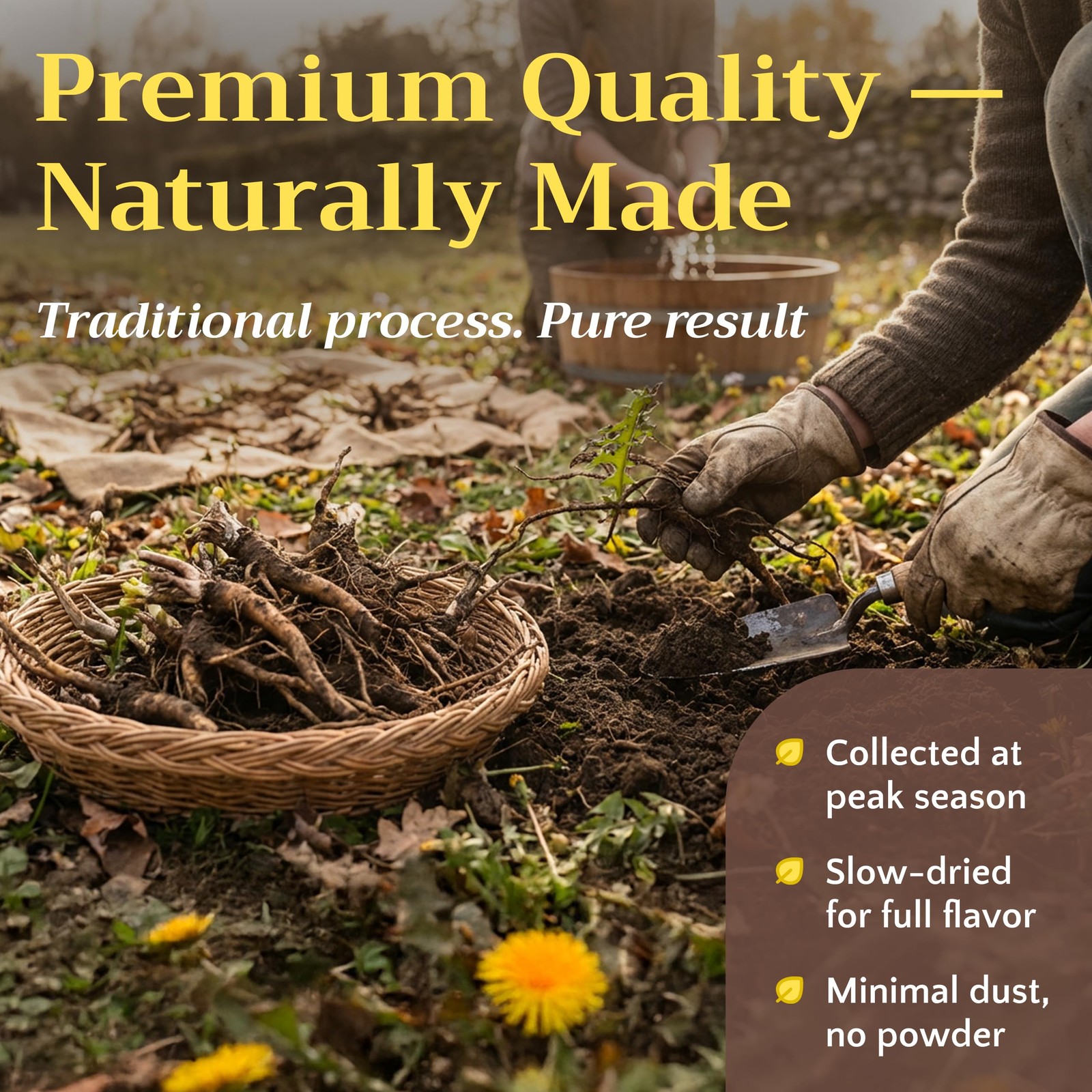 Dandelion Root Tea Herb Loose – Dried Cut and Sifted Roots – Raw Natural Unro…