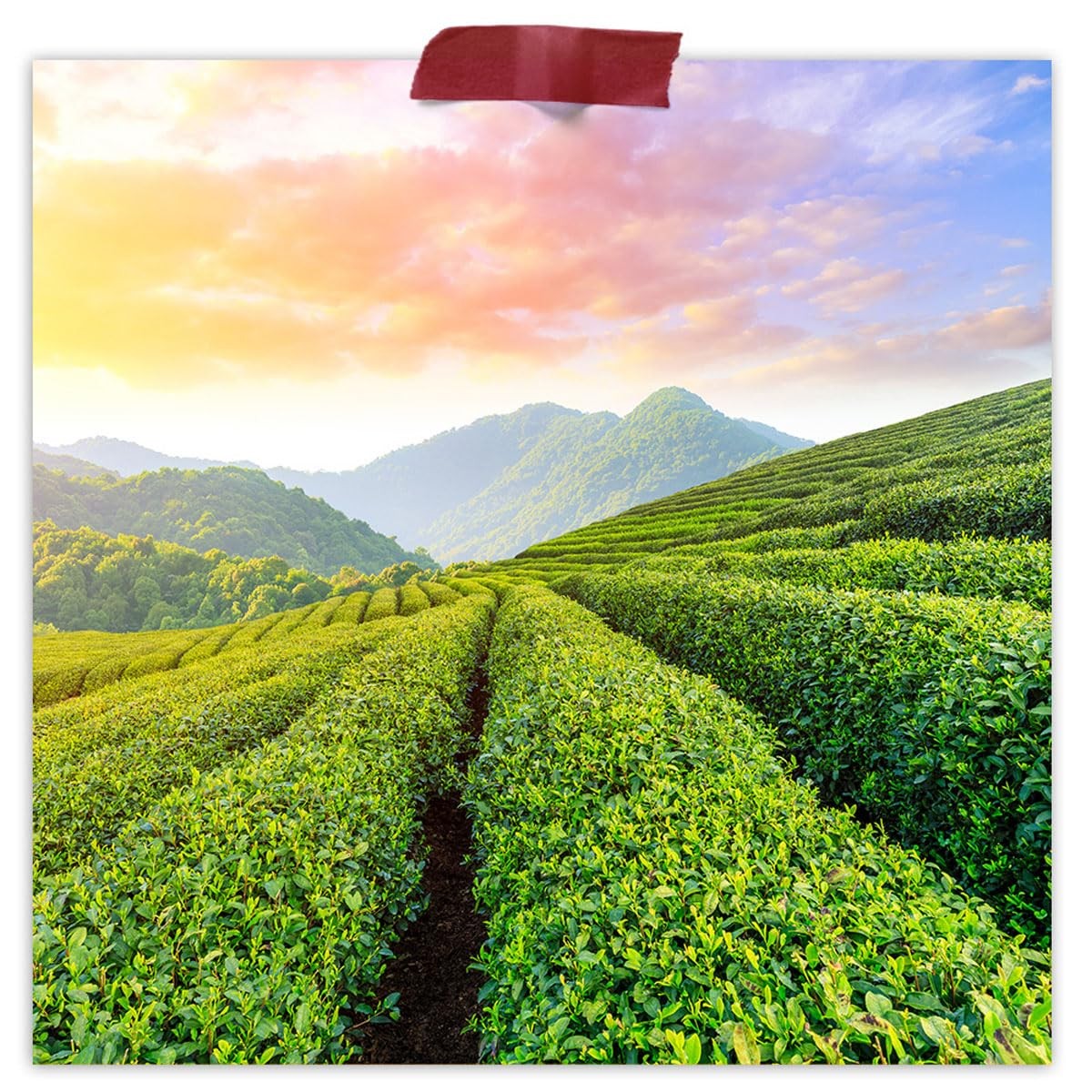 Guayusa Tea – 4 oz – USDA Certified Organic Loose Leaf – OU Kosher – Energizi…