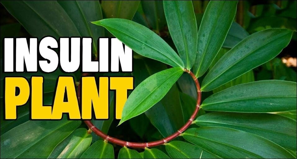 Ceylon Ayurvedic Sun Dried Insulin Plant THEBU LEAVES POWDER Diabetic Tea 100G