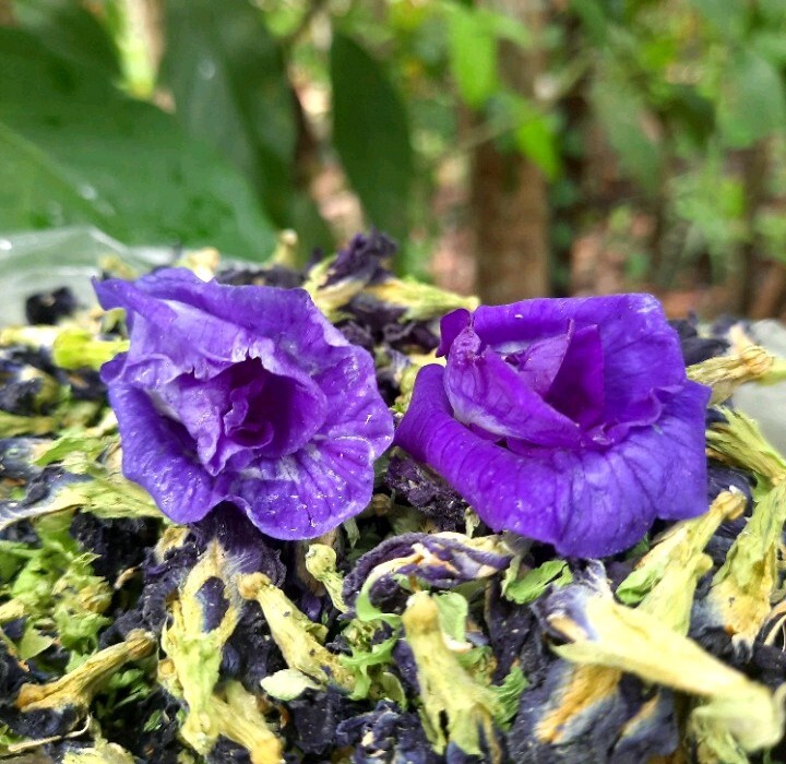 Blue Butterfly Pea Flowers Herb Tea 100% Original CLITORIA TERNATEN 100g