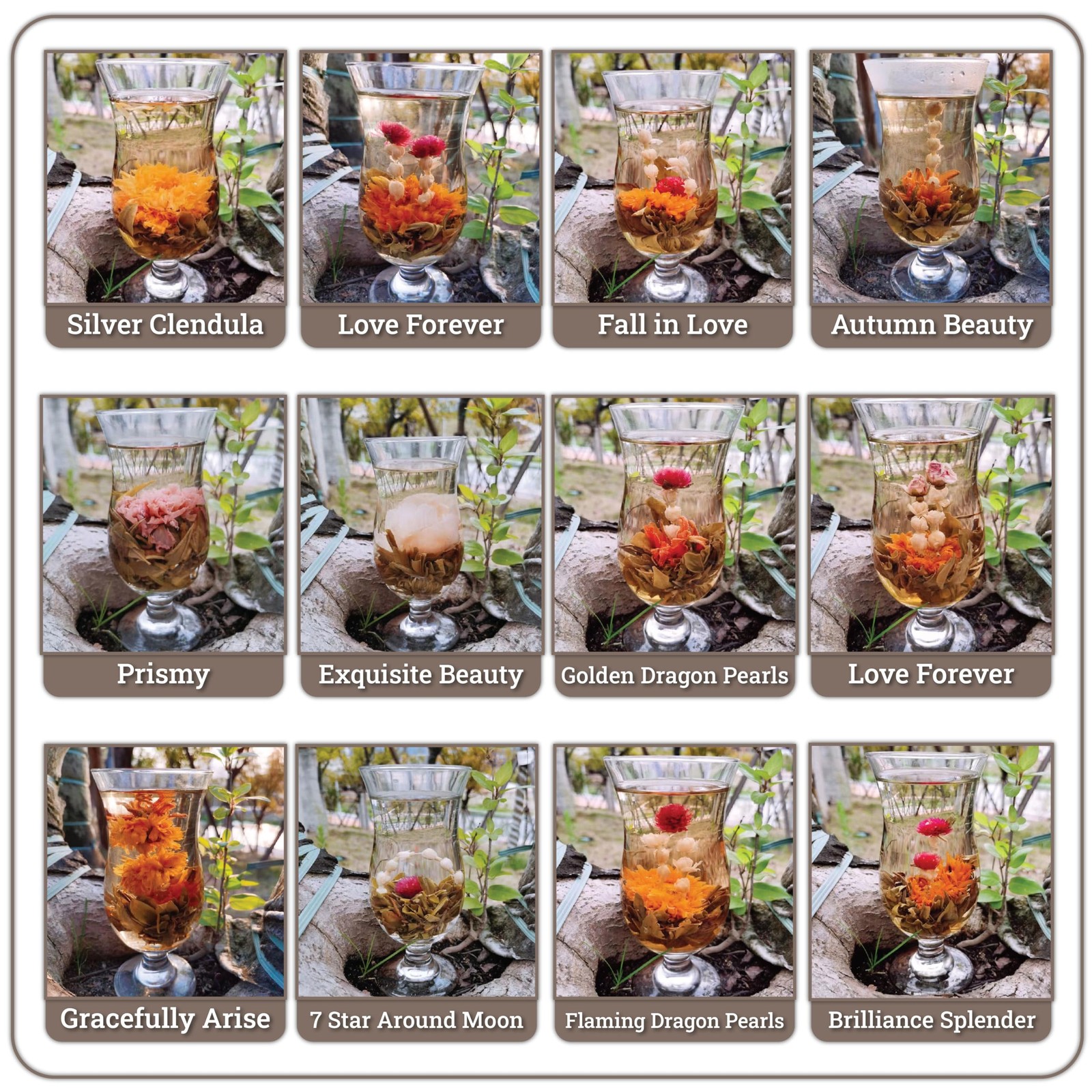Botanical Flowering Gourmet Tea – 12 Unique Varieties of Fresh Blooming Tea…