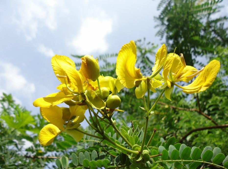 Ranawara Dried Flower Ayurvedic Herbal Natural Drink Cassia Auriculata Avarampoo