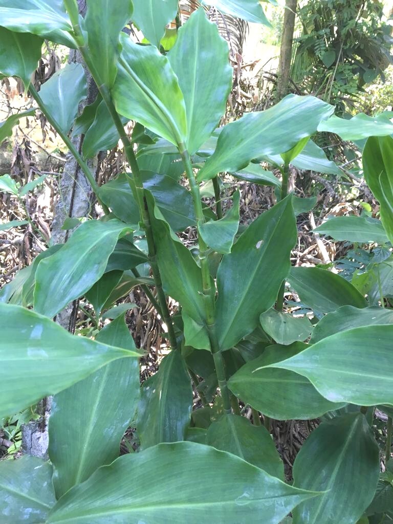 Insulin Plant Leaves Cut & Sifted Organic Diabetic Ayurveda Herbal Tea New