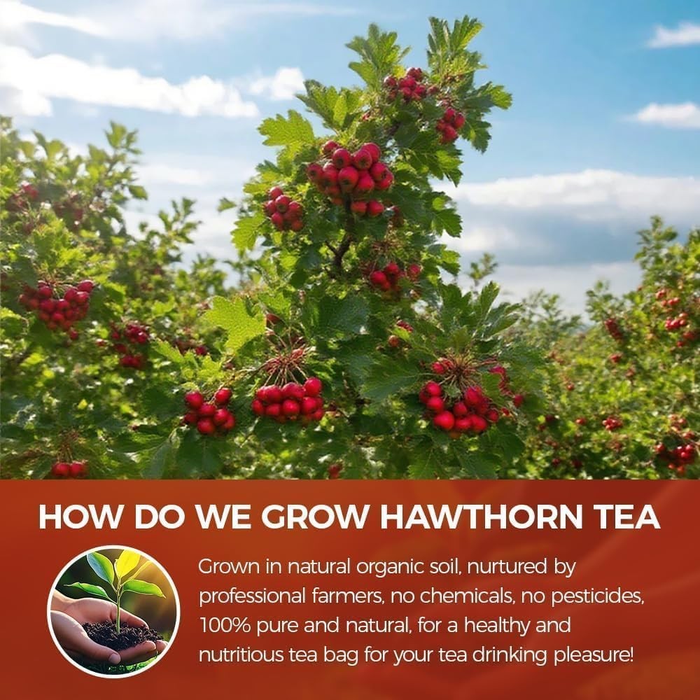 65 Count Premium Hawthorn Berry Tea Bags 100% Natural, Aids Digestion, Rich …