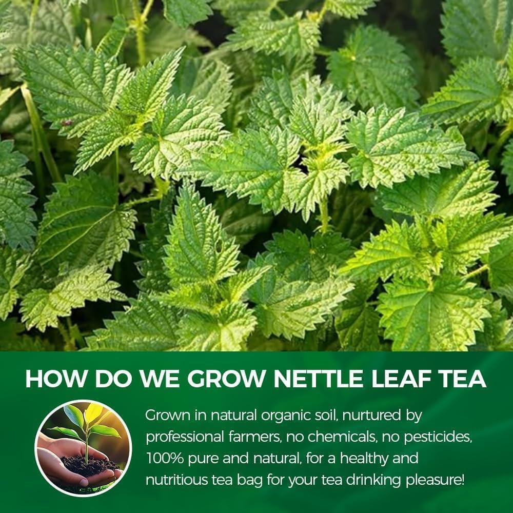 Premium Natural Nettle Leaf Tea Bags, 60 Count – 100% Pure Herbal 60 Bags