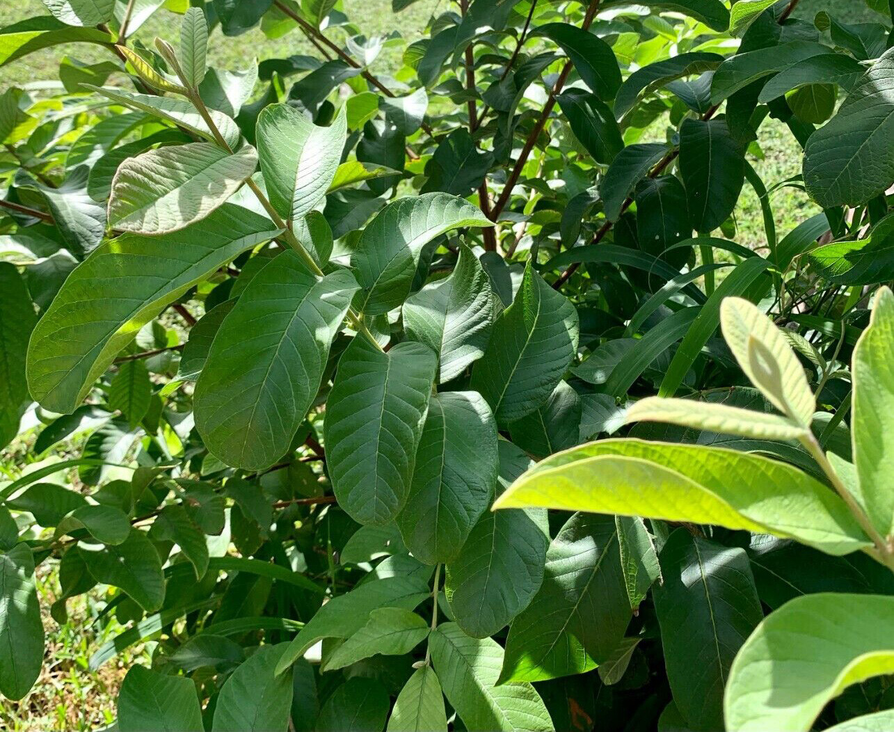50 pcs Organic Ceylon Guava Dried Leaves – Anti Diabetic Anti Fat Burner Herbal