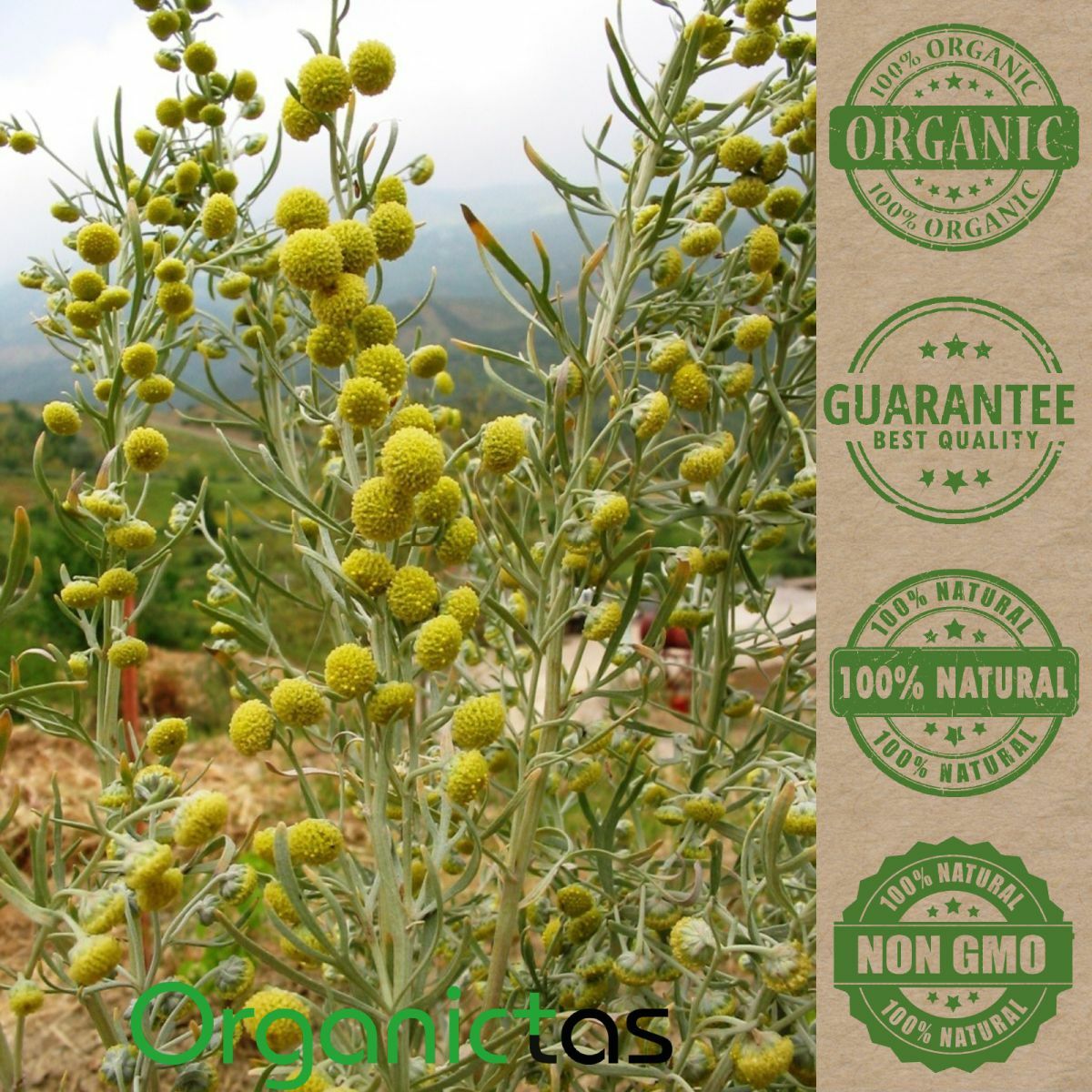 Artemisia Absinthium Organic Wormwood Tea – Best Premium Quality Health Benefits