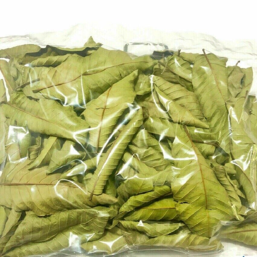 Organic Guava leaves fresh dried Hojas de Guayaba Guayabo Psidium Guajava