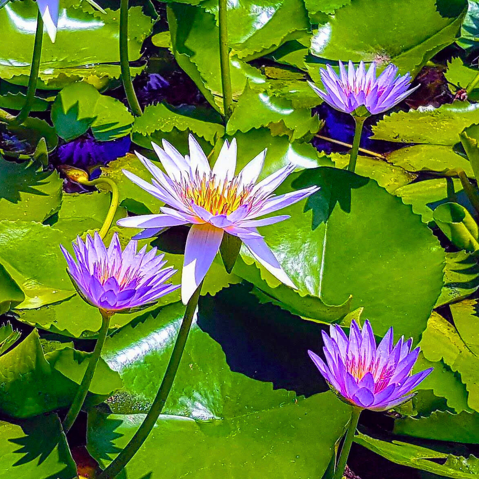 Blue Lotus Flower Powder | Natural Organic Water Lily | Food Grade Herbal Tea