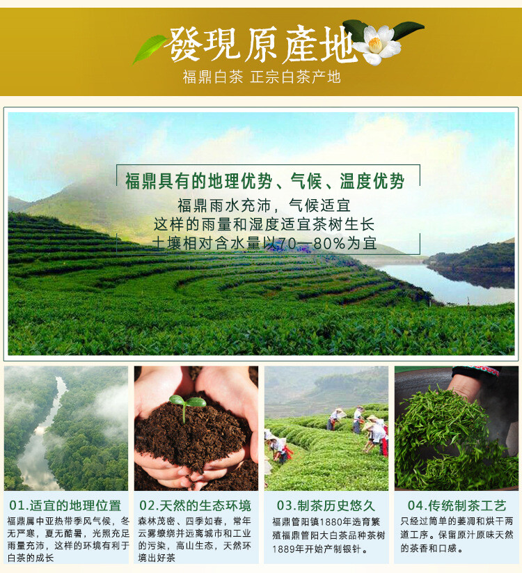Bai Hao Yin Zhen Tea Fuding 300g Organic Delicious Tea White Tea Silver Needle