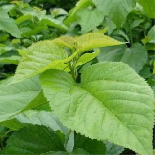 50g Natural Dried Mulberry Leaf Tea Health Care Herbal Green Drink