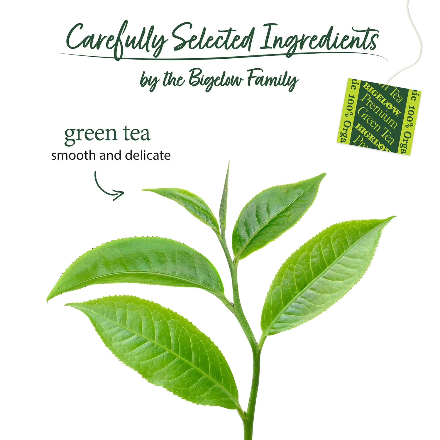 Bigelow Organic Premium Green Tea, 140 Ct.