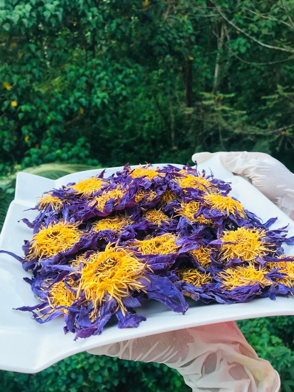 Ceylon Blue Lotus 2 Lb Nymphaea Caerulea 100% Hand Picked Flowers Herbal Tea