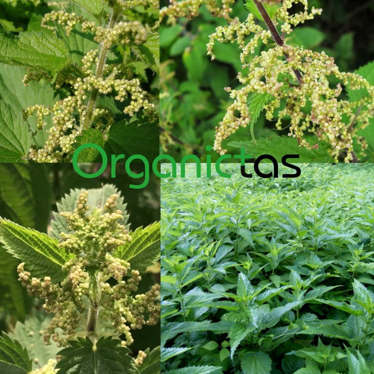 Organic STINGING NETTLE SEEDS Tea Loose Wild Harvest Bulgaria Urtica Dioica