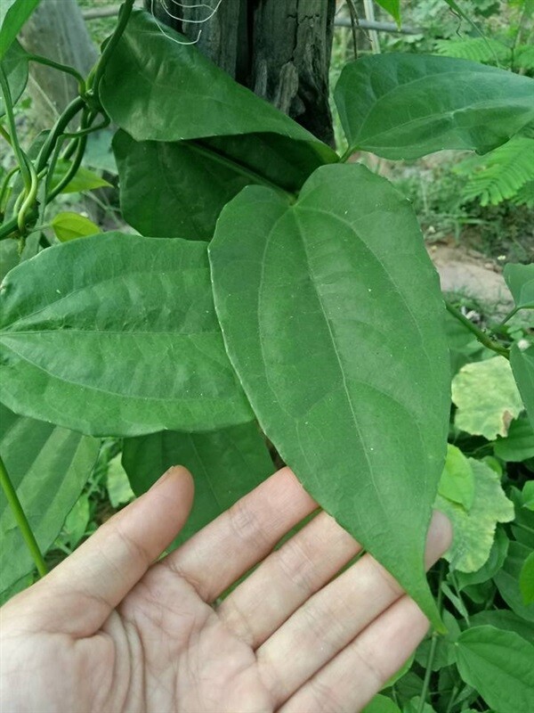 4X Thai Tea Compound Thunbergia Laurifolia Herbal Drink Infusion Organic Natural