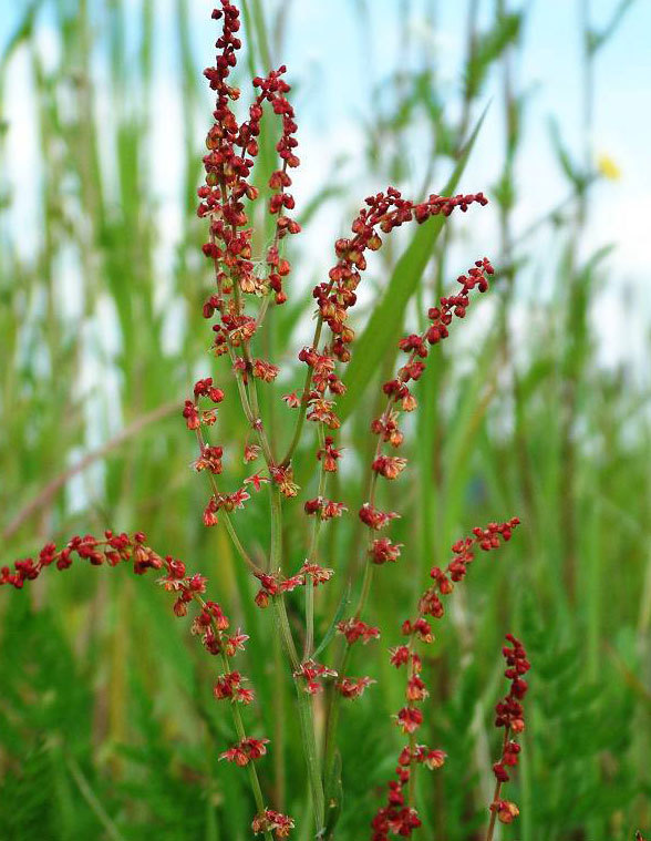 Sheep Sorrel Herb – Dried Rumex acetosella C/S from 100% Nature, Wild Crafted