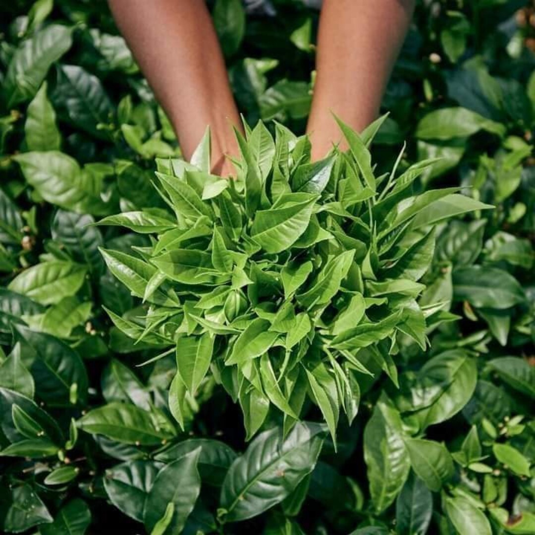 Premium Quality 100% Pure Ceylon Black Tea