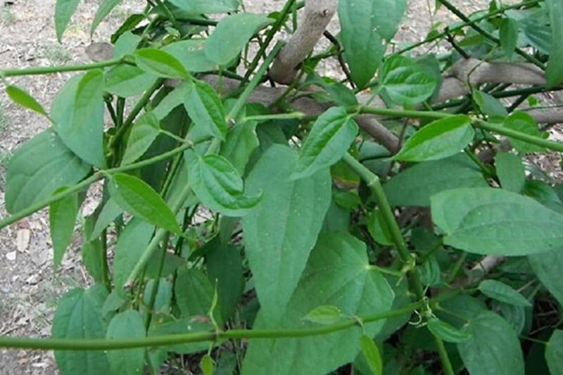 4X Thai Tea Compound Thunbergia Laurifolia Herbal Drink Infusion Organic Natural