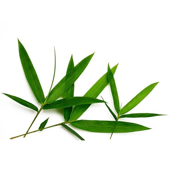 Dried Bamboo Leaves Pure Natural Zongzi Sticky Rice Dumpling & Best Tea 50 Leaf