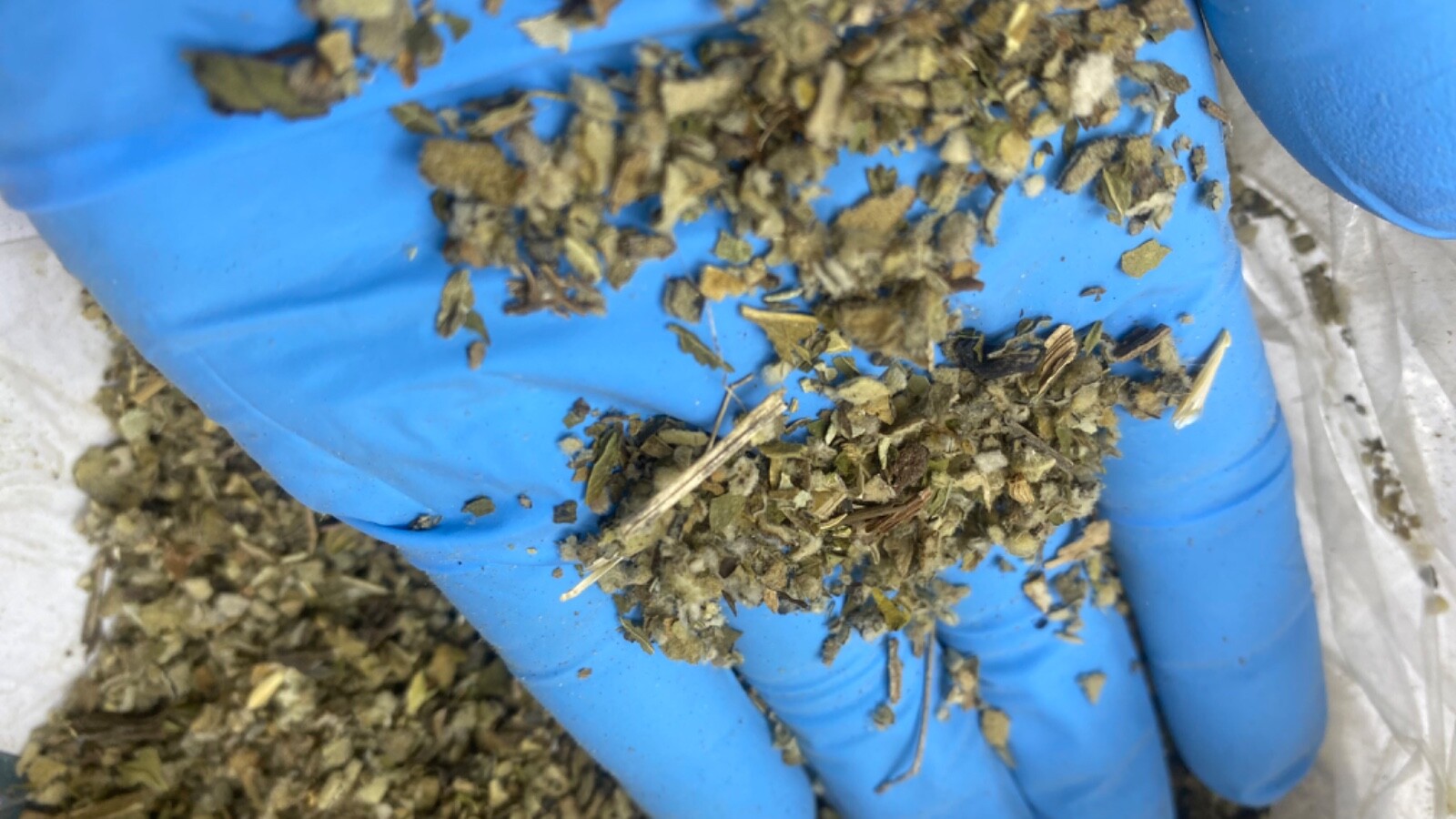 COLTSFOOT MULLEIN PEPPERMINT LOBELIA organic bulk herb blend mix 1 2 4 8 oz lb