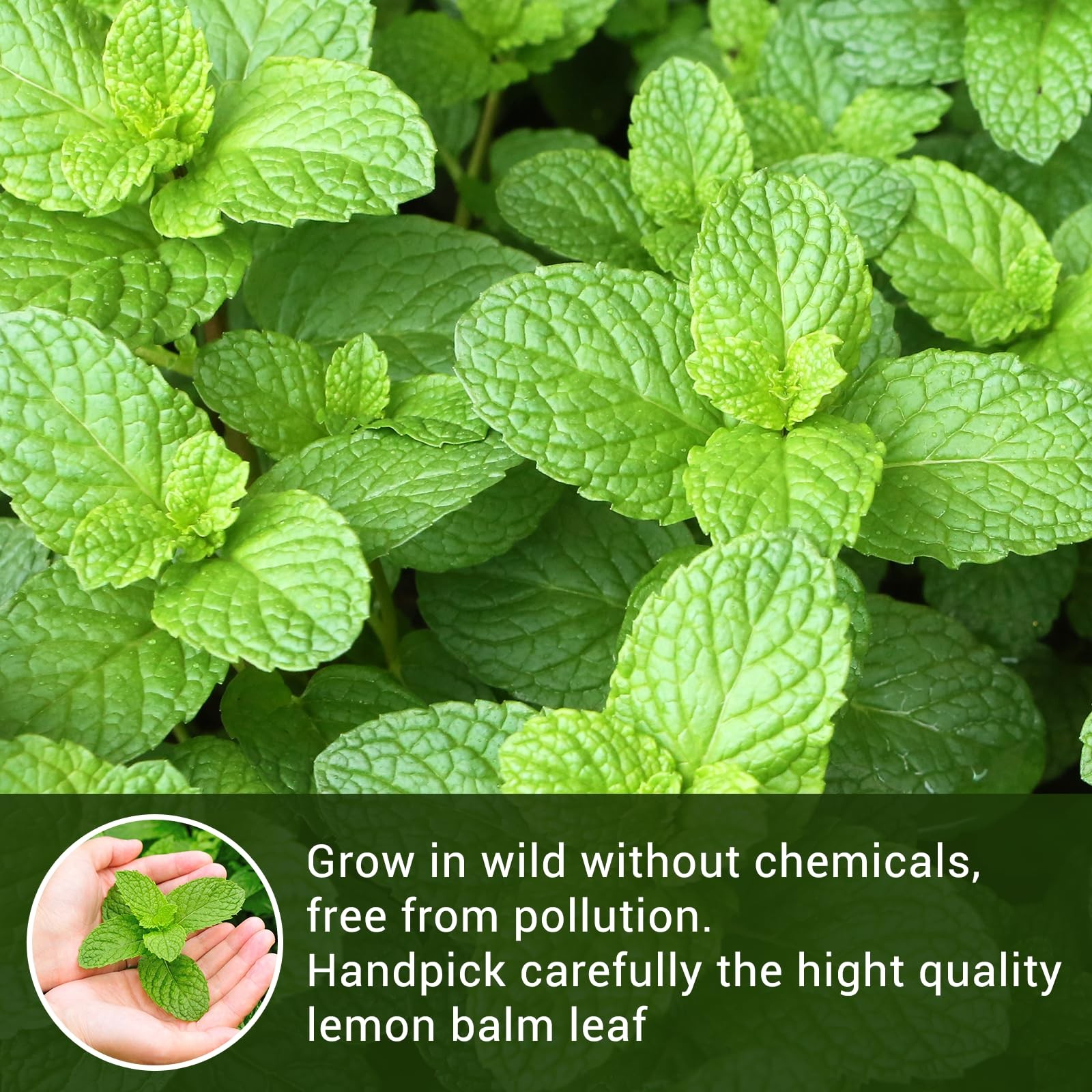 Lemon Balm Tea, 100% Pure & Natural Leaves 50 Count (Pack of 1)