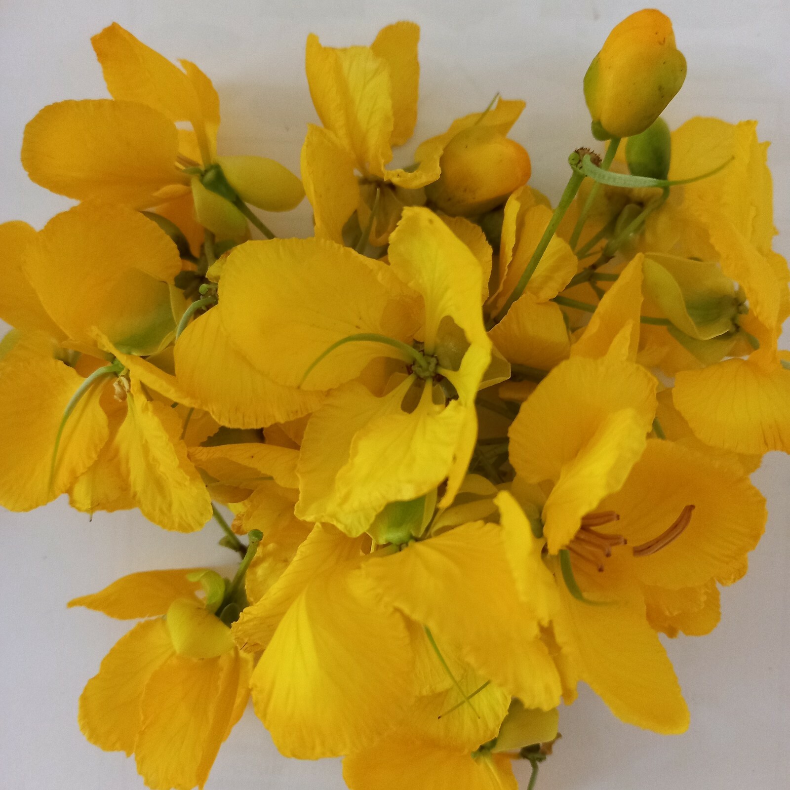 DRIED RANAWARA MAL Natural Flower Tea Ayurveda Herbal Drink New Ceylon