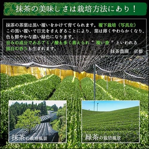 Brand New! Honjien Clear Matcha Powder 1kg High Grade Japan