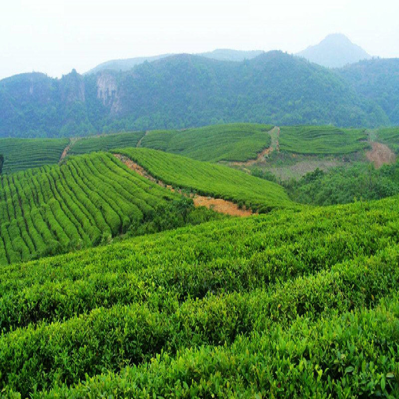 Oolong Tea 250g Tieguanyin China natural organic health care green tie guan yin
