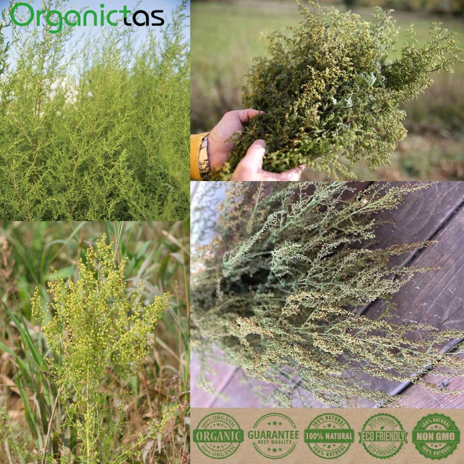 Artemisia annua Tea Organic (Sweet Wormwood Tea / Sweet Annie Tea) 100g / 3.55oz