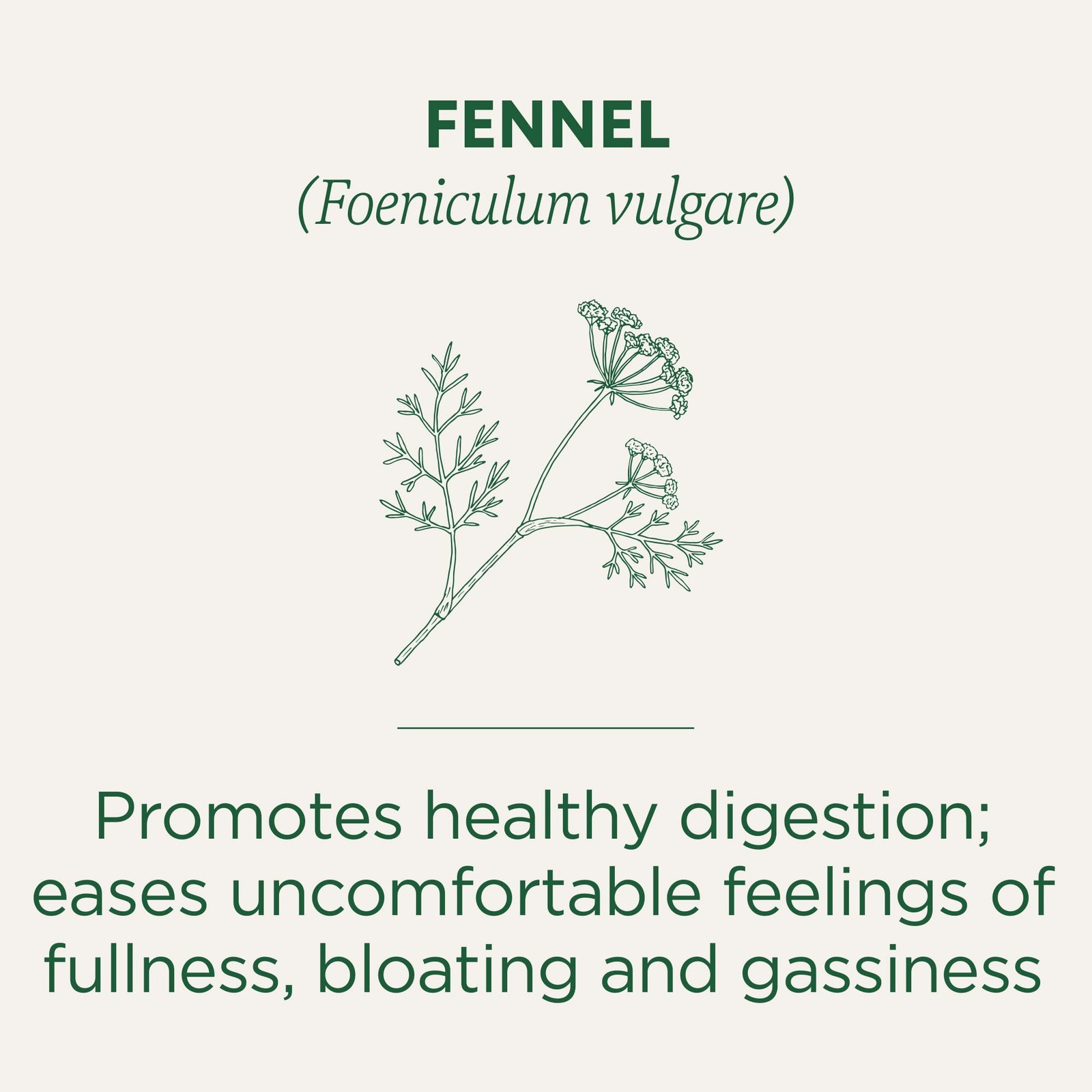 Traditional Medicinals Tea, Organic Fennel, Promotes 16 count (Pack of 1)