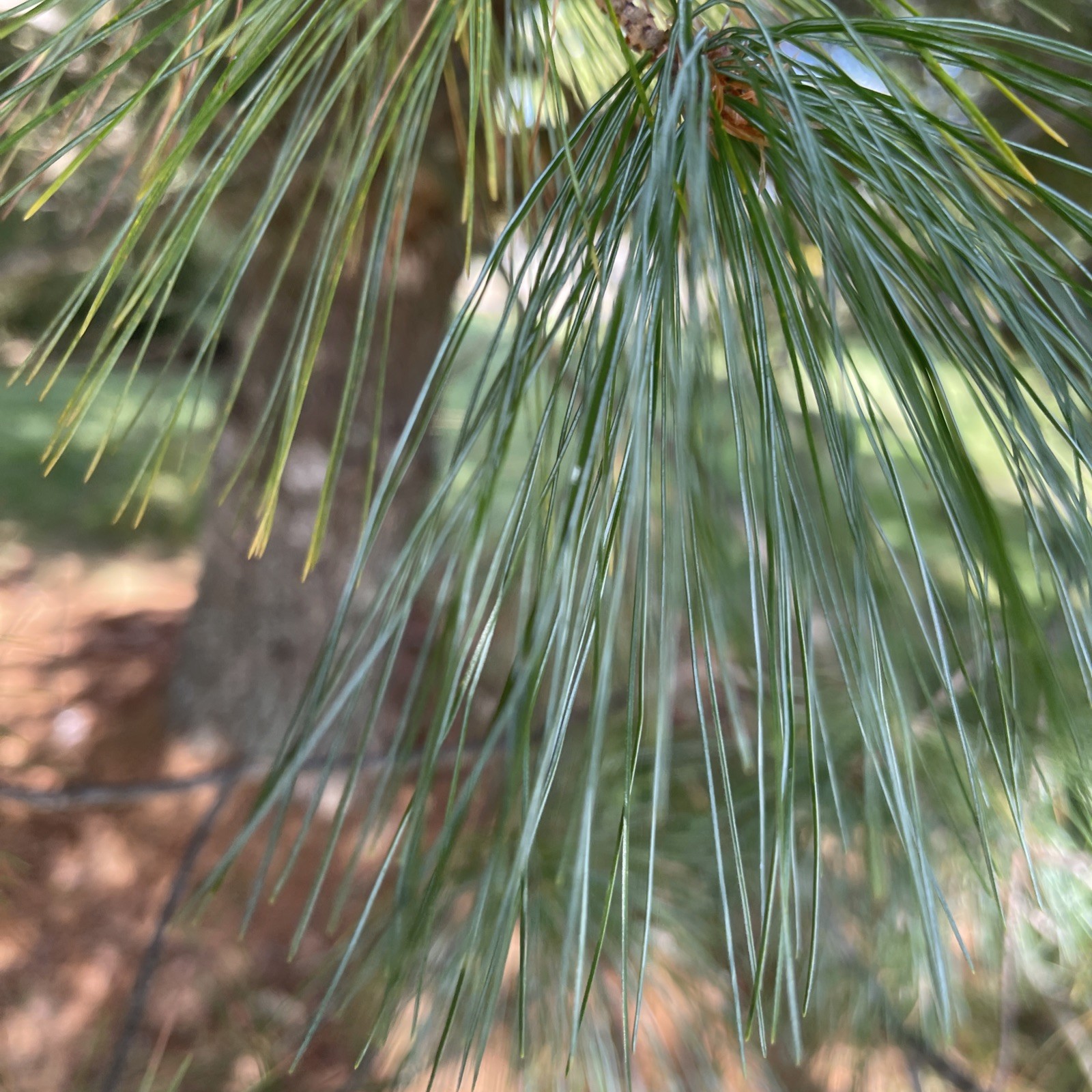 White Pine Tea Needles Organic Infusion Fresh Picked Wild Ohio Grown 6oz