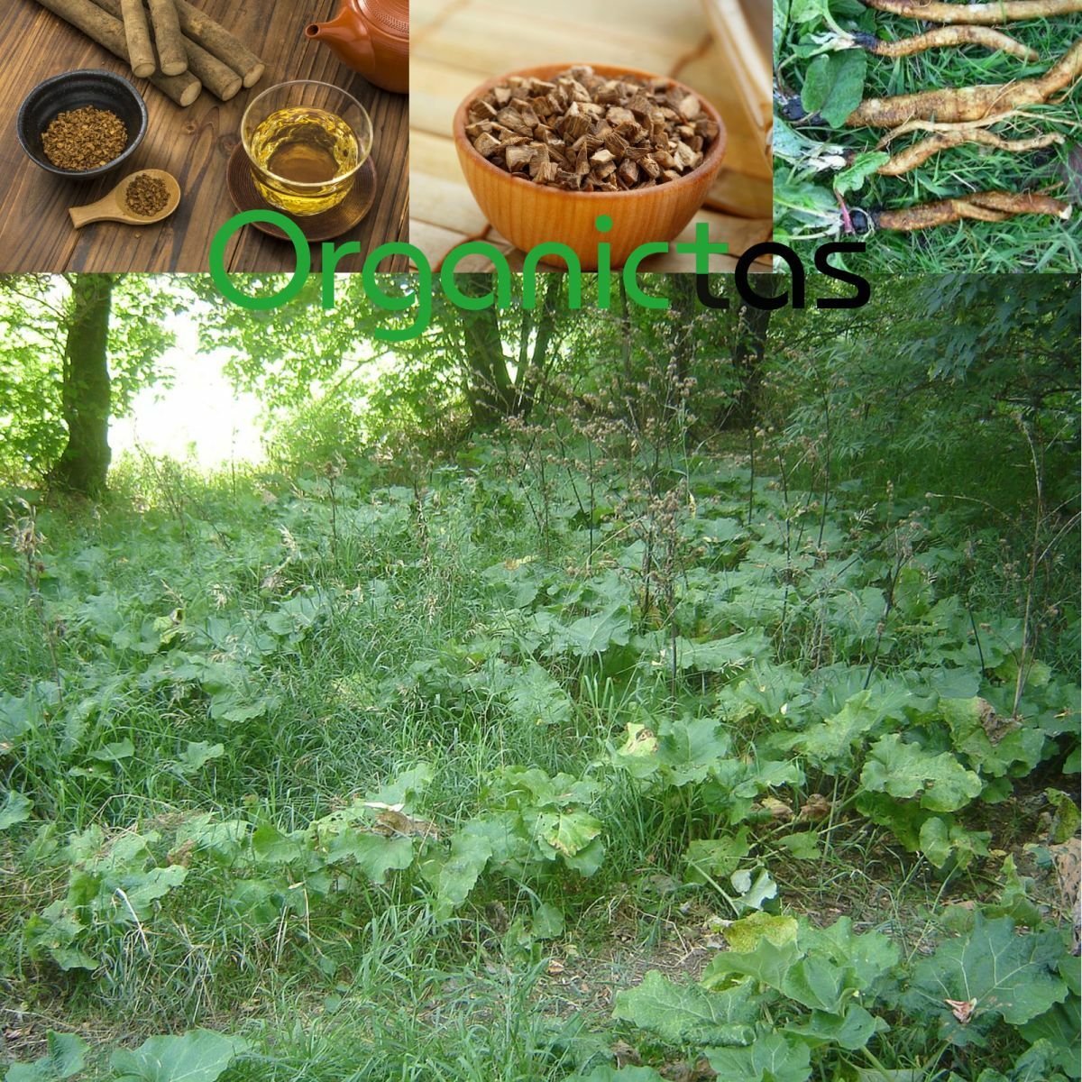 Organic BURDOCK ROOT Herbal Tea Dried Cut Arctium Lappa BEST QUALITY 100g/3.5oz