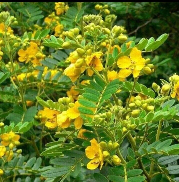 Ceylon Ayurveda Herbal Drink Ceylon Tea Cassia Auriculata Ranawara Mal Natural