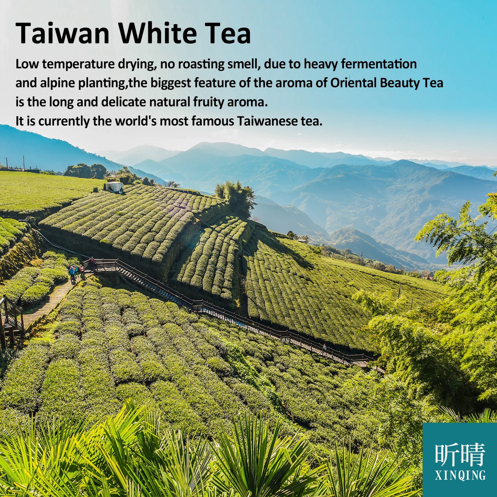 Xin Qing White Oolong Tea Oriental Beauty High Mountain Loose Leaf Tea 75g