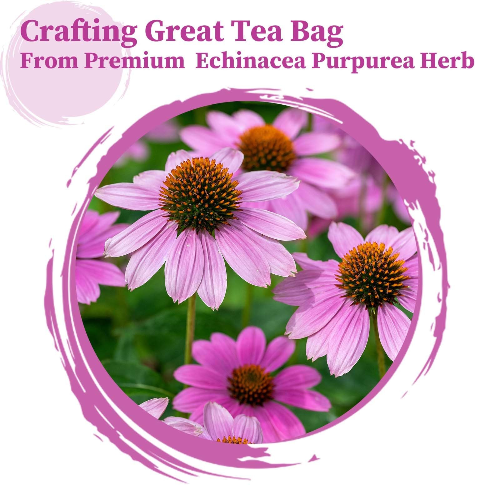 – Echinacea Tea Bags, 50 Count, 2g/bag – Premium Echinacea Purpurea Herb – No…
