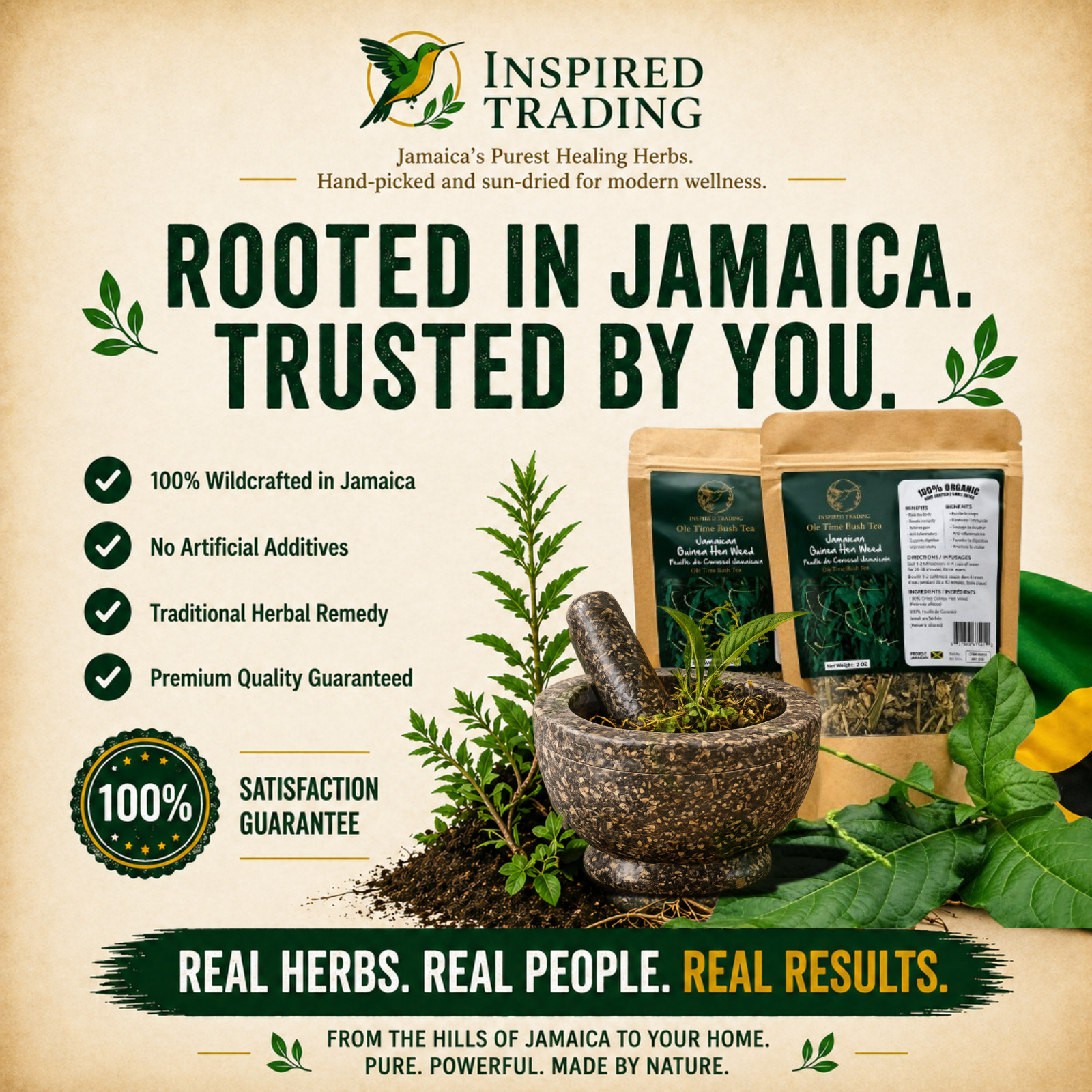 Jamaican Guinea Hen Weed Tea 2 Pack Anamu Leaves Handpicked Available in US & CA