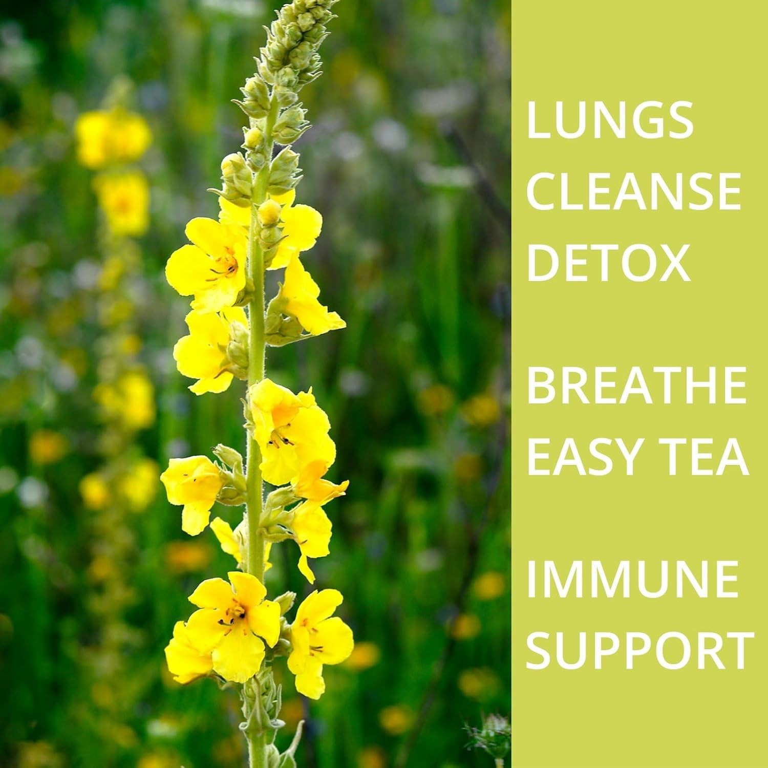 60 Mullein Leaf Tea Bags for Lungs, Vitalforest 100% Pure Mullein Mullins Detox