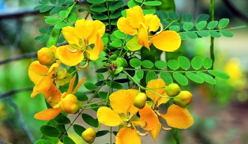 dried ranawara mal