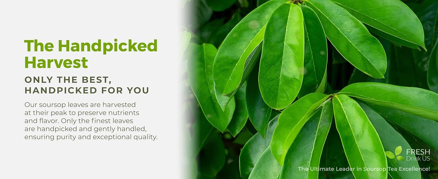 FreshDrinkUS, 15 Premium Soursop Graviola Leaf Tea Bags, 100% Natural and Pure