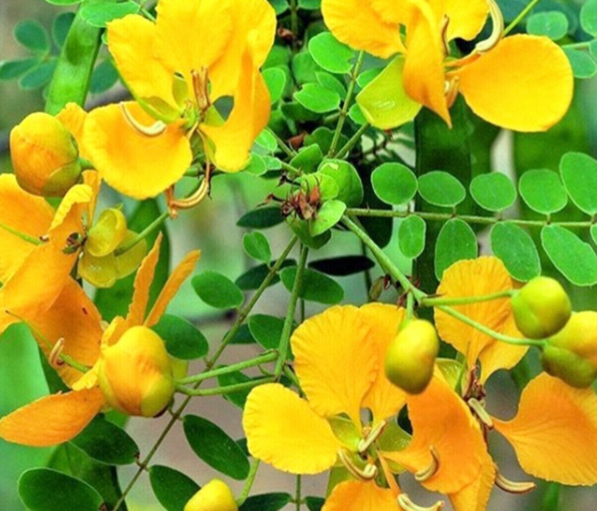Ranawara Mal (Auriculata Cassia) 100% Natural Organic Ayurvedic Herbal tea 100g