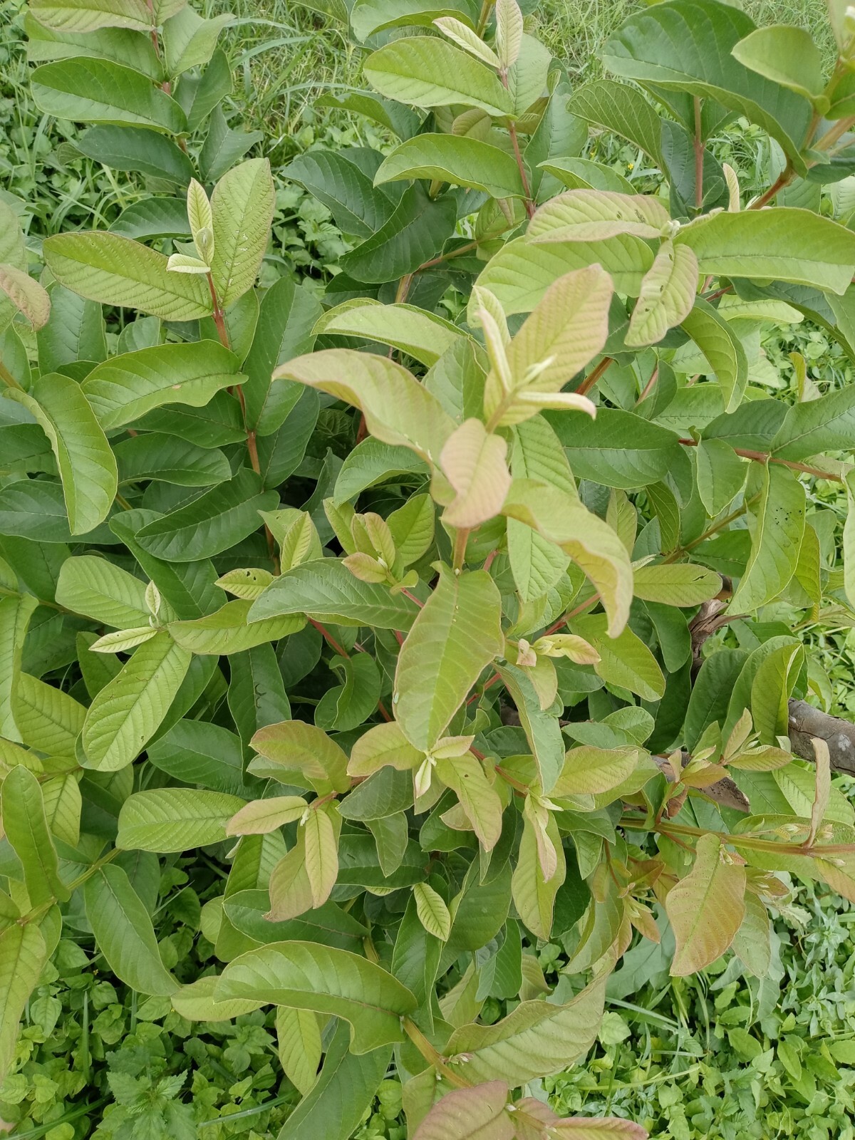 Guava 100 Fresh Leaves – Hojas de Guayaba