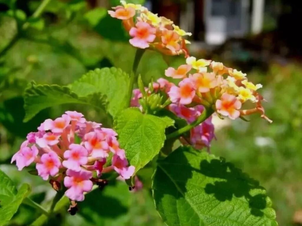 75g Dried Lantana Camara Leaves 100% Organic Shrub Verbena Angel Lips Tea