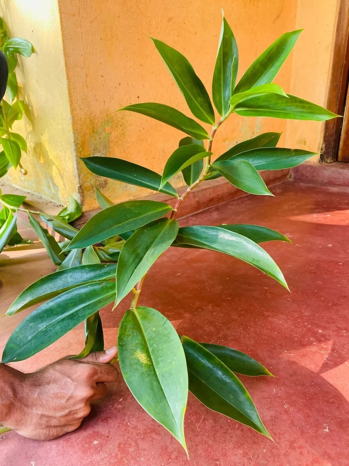 Organic Insulin Plant Leaf Powder (Costus Igneus) For Diabetic Patients (Thebu)