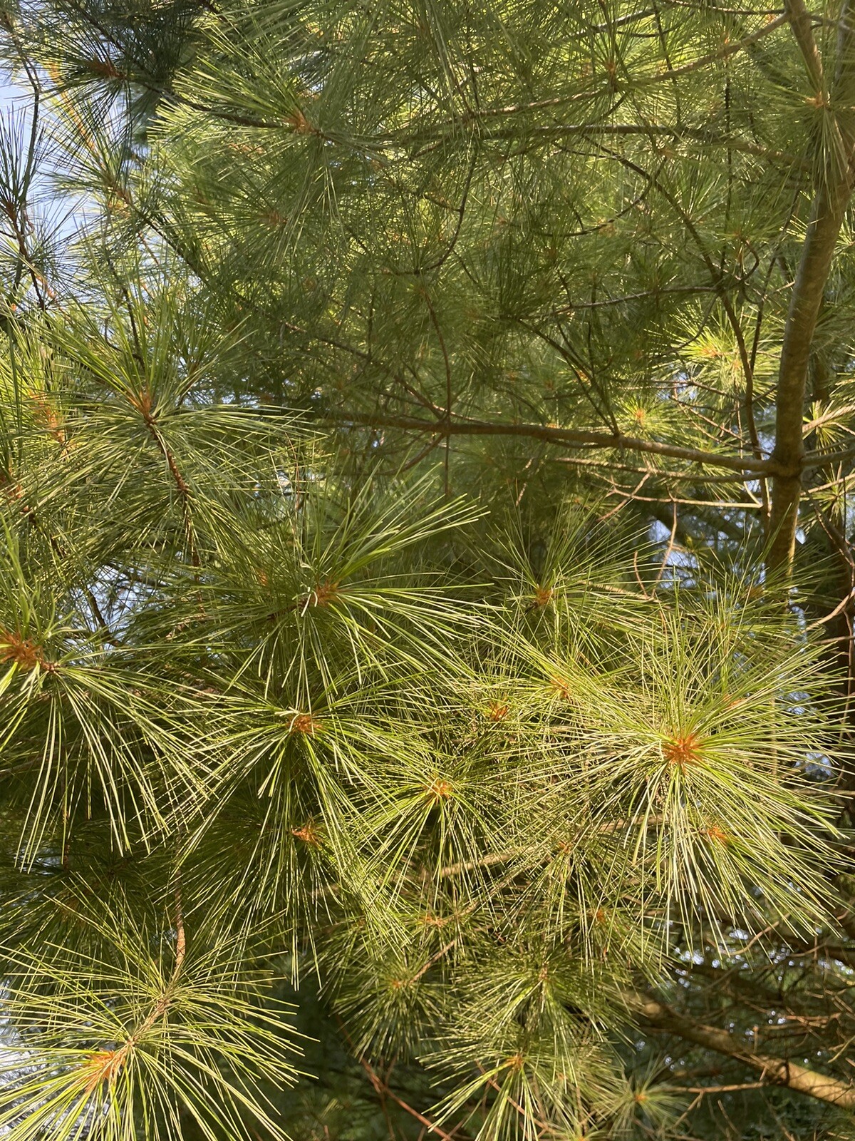 Fresh Cut Eastern White Pine Needles 5 oz. Organic Suramin