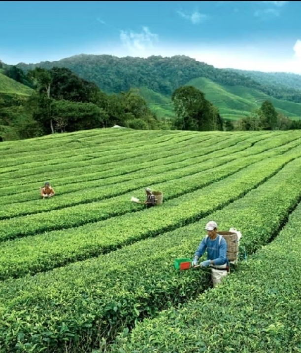 1 Box ( 2g x 60 teabags ) Boh Cameronian Malaysia Black Tea Gold Blend
