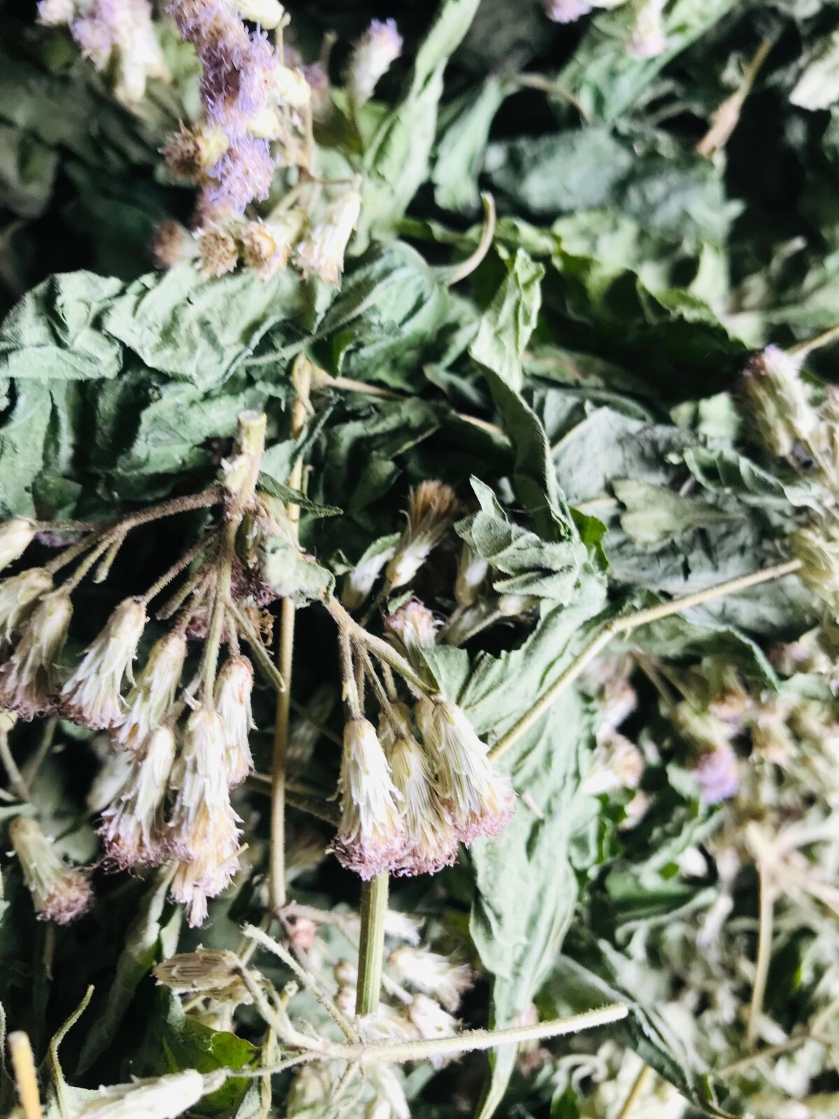 Mexican Dream Herb Calea Zacatechichi Lucid Dream Hand Picked Organic Leaves Tea