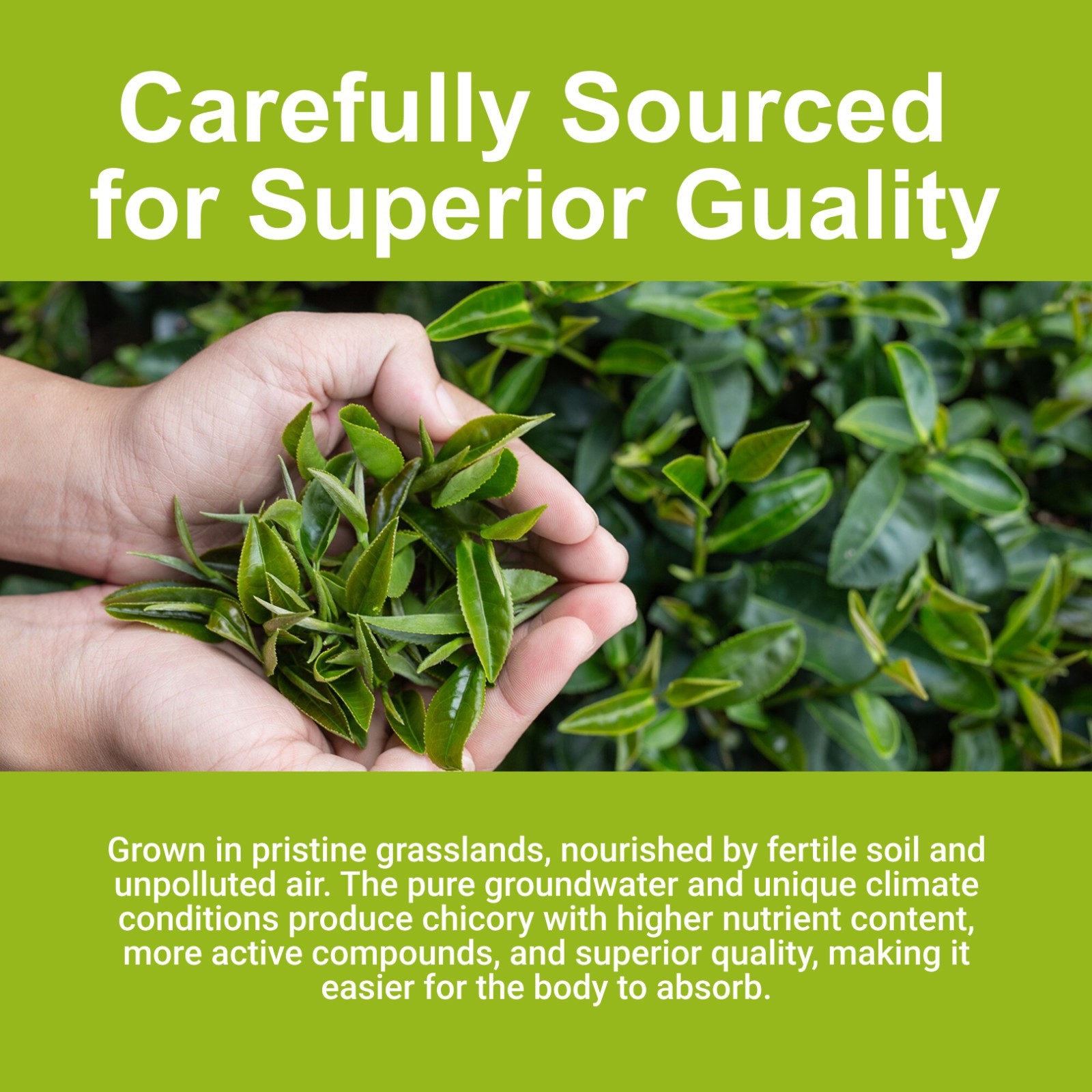 Kidney Support Tea Liver Support Tea Detox Tea 30bags Natural Ingredients Detox