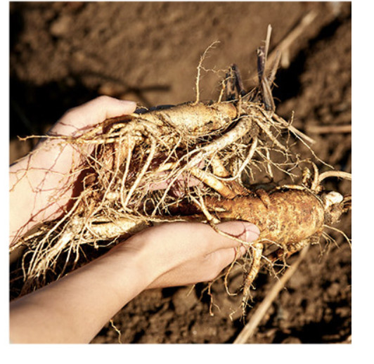 Korean 6 Year Red Ginseng Root Good Grade 30 Ji 300g ( 19Root ) 10% Top Grade